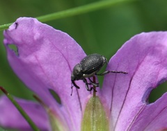 Zacladus geranii