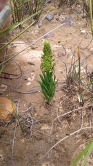 Brachycorythis macowaniana