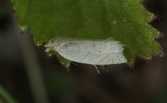 Clepsis senecionana