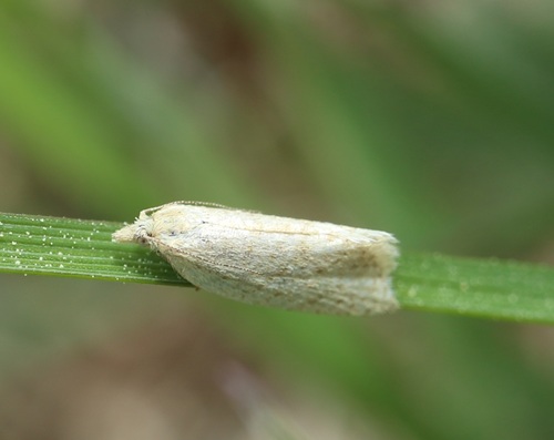 Obscure Tortrix
