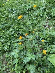 Ranunculus caucasicus