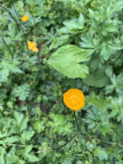 Ranunculus caucasicus