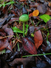 Entoloma necopinatum