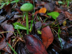 Entoloma necopinatum