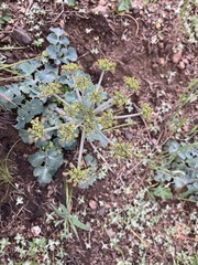 Lomatium repostum