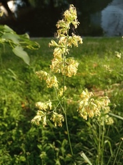 Dactylis glomerata