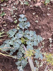 Lomatium repostum