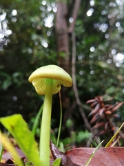 Entoloma necopinatum