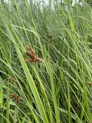 Bolboschoenus robustus