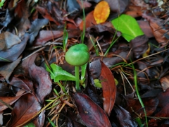Entoloma necopinatum