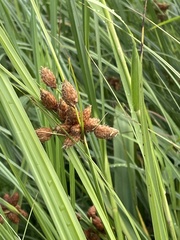 Bolboschoenus robustus