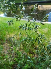 Poaceae