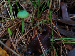 Entoloma necopinatum
