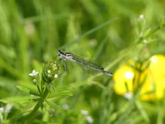 Coenagrion puella