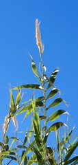 Arundo donax