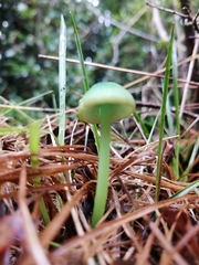 Entoloma necopinatum