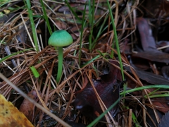 Entoloma necopinatum