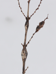 Neolasioptera boehmeriae