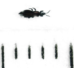 Desmidothrips walkerae