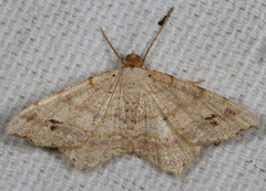 Macaria aequiferaria