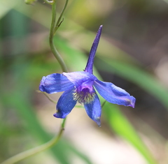 Delphinium treleasei