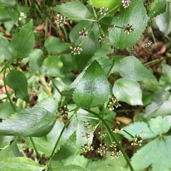 Thaspium trifoliatum trifoliatum