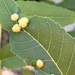 California Black Walnut Pouch Gall Mite - Photo (c) Rob Zaccheo, some rights reserved (CC BY-NC), uploaded by Rob Zaccheo