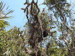 Dendrocereus nudiflorus