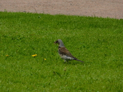 Turdus pilaris