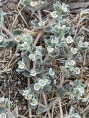Euphorbia vallis-mortae