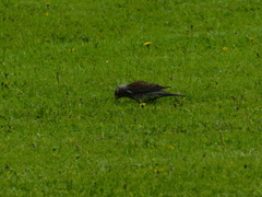 Turdus pilaris