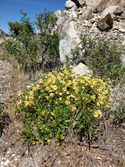 Diplacus grandiflorus