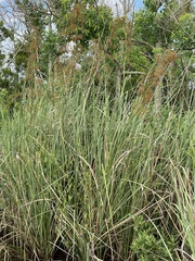 Cladium mariscus jamaicense