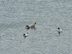 Chroicocephalus ridibundus