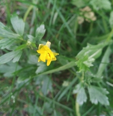 Ranunculus repens