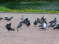 Columba livia domestica