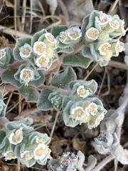 Euphorbia vallis-mortae