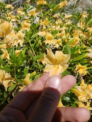 Diplacus grandiflorus