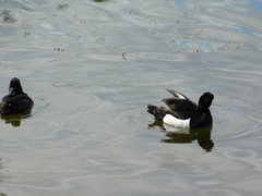 Aythya fuligula