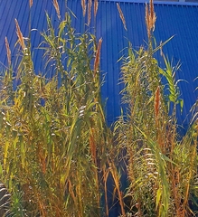 Arundo donax
