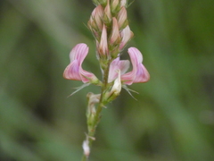 Onobrychis supina