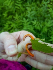 Triphragmium ulmariae