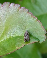 Syricoris