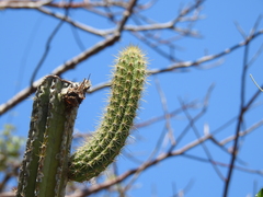 Pilosocereus robinii