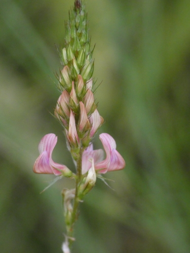 Image of Onobrychis supina by (c) Yves Bas, some rights reserved (CC BY)