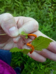 Triphragmium ulmariae