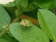 Cyptocephala