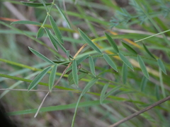 Onobrychis supina