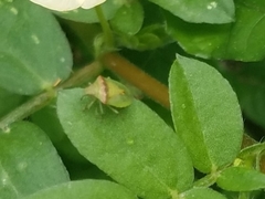 Cyptocephala