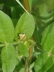 Cyptocephala